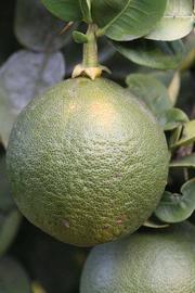            Immature fruit (Riverside, CA)   