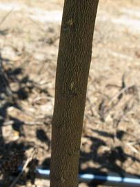            Bark (Winter Haven, FL)   