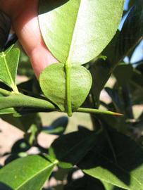              Petiole (Winter Haven, FL)       