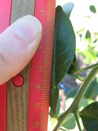              Unifoliolate leaf (Winter Haven, FL)       