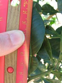              Unifoliolate leaf (Winter Haven, FL)       