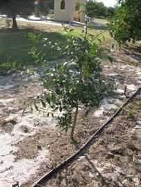              Habit (Winter Haven, FL)       