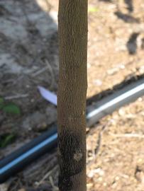              Bark (Winter Haven, FL)       