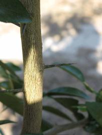              Bark (Winter Haven, FL)       