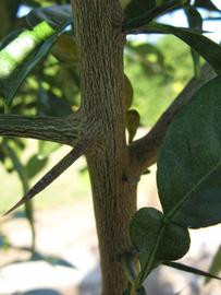              Second - third year twig (Winter Haven, FL)       