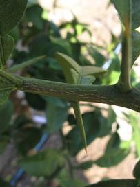              Second - third year twig (Winter Haven, FL)       