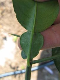              Petiole (Winter Haven, FL)       