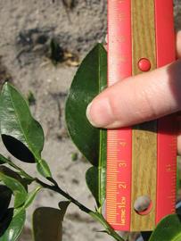              Unifoliolate leaf (Winter Haven, FL)       