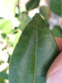              Margin (Winter Haven, FL)       