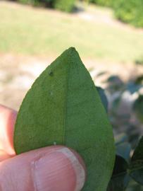              Margin (Winter Haven, FL)       