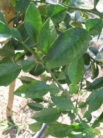            Shade leaves (Winter Haven, FL)   