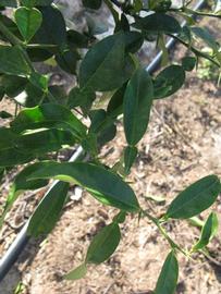            Shade leaves (Winter Haven, FL)        