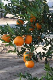              Fruit (Riverside, CA)       