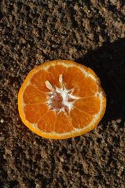              Fruit cross-section (Riverside, CA)       