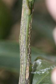              Second - third year twig (Riverside, CA)       