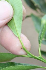              Petiole (Riverside, CA)       