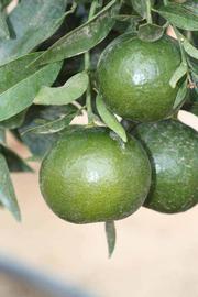            Immature fruit (Riverside, CA)   