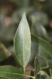              Unifoliolate leaf (Riverside, CA)       