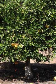            Habit (Riverside, CA)   