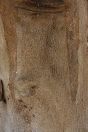            Bark (Riverside, CA)   