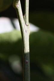            First year twig (Riverside, CA)   