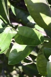              Sun leaves (Riverside, CA)       