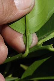              Petiole (Riverside, CA)       