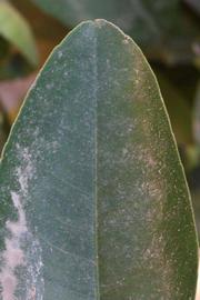              Margin (Riverside, CA)       