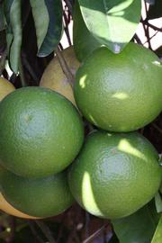            Immature fruit (Riverside, CA)   