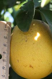            Fruit (Riverside, CA)   