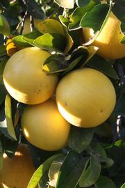              Fruit (Riverside, CA)       