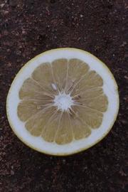              Fruit cross-section (Riverside, CA)       