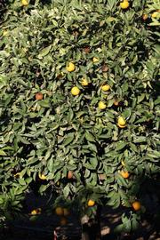            Habit (Riverside, CA)   