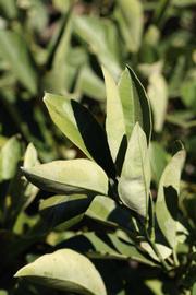            Sun leaves (Riverside, CA)   