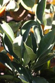            Sun leaves (Riverside, CA)   