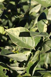            Sun leaves (Riverside, CA)   