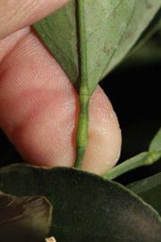              Petiole (Riverside, CA)       