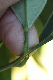              Petiole (Riverside, CA)       