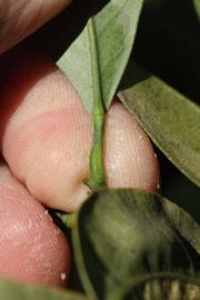              Petiole (Riverside, CA)       