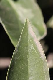              Margin (Riverside, CA)       