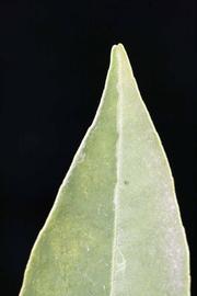              Margin (Riverside, CA)       