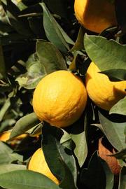              Fruit (Riverside, CA)       