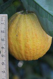              Fruit (Riverside, CA)       