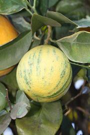              Fruit (Riverside, CA)       