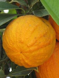            Fruit (Riverside, CA)   