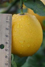              Fruit (Riverside, CA)       