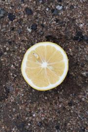              Fruit cross-section (Riverside, CA)       