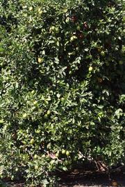            Habit (Riverside, CA)   