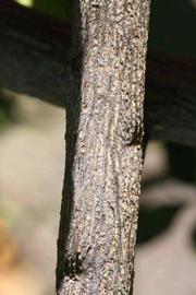              Second - third year twig (Riverside, CA)       