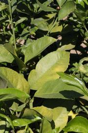              Sun leaves (Riverside, CA)       